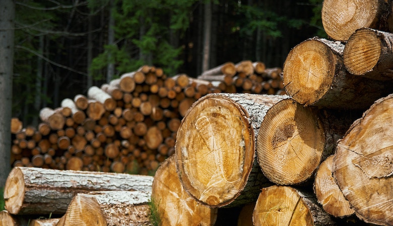 Le bois est-il une énergie renouvelable ?