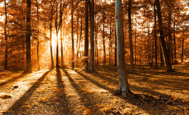 Une forêt boisée en automne.